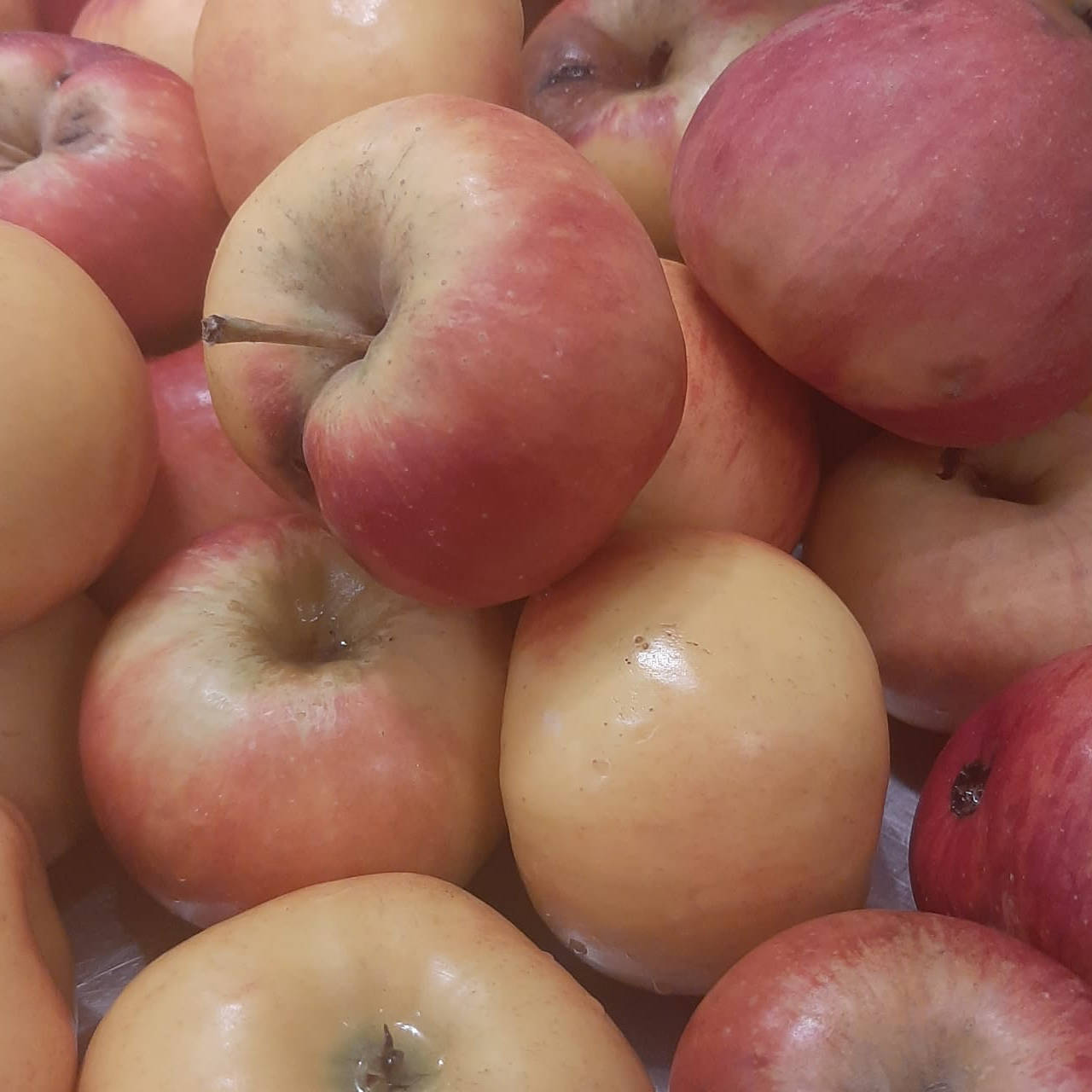 Featured image for “01.11.2025<br>Apfelernte vorbei”